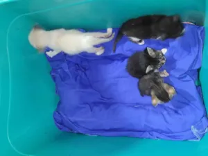 Gato raça SRD-ViraLata idade Abaixo de 2 meses nome Ninhada de gatinhos 