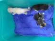 Ninhada de gatinhos