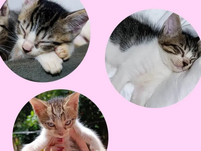 Gato ra a SRD-ViraLata idade 2 a 6 meses nome Luiza Felipa 