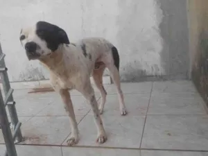 Cachorro raça SRD-ViraLata idade 7 a 11 meses nome Adoção Urgente