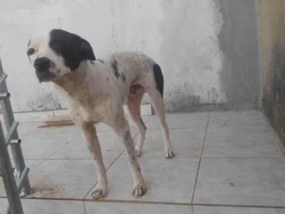 Cachorro raça SRD-ViraLata idade 7 a 11 meses nome Adoção Urgente