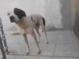 Adoção Urgente