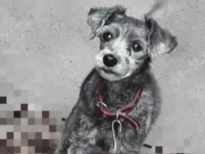 Cachorro raça Yorkshire idade 7 a 11 meses nome Adoção Urgente