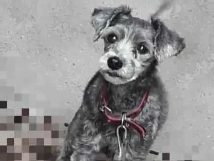 Cachorro ra a Yorkshire idade 7 a 11 meses nome Adoção Urgente