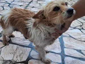 Cachorro raça SRD-ViraLata idade 7 a 11 meses nome Porte P Urgente