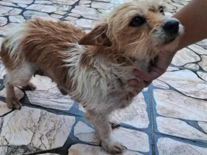 Cachorro raça SRD-ViraLata idade 7 a 11 meses nome Porte P Urgente