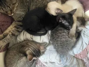 Gato raça SRD-ViraLata idade Abaixo de 2 meses nome Filhotes Urgente