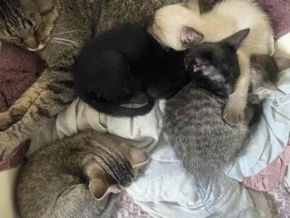 Gato raça SRD-ViraLata idade Abaixo de 2 meses nome Filhotes Urgente
