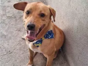 Cachorro raça SRD-ViraLata idade 2 a 6 meses nome Porte P Urgente