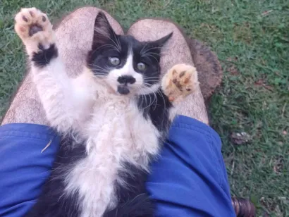 Gato raça SRD-ViraLata idade 2 a 6 meses nome Frajola