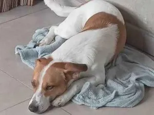 Cachorro raça SRD-ViraLata idade 7 a 11 meses nome Adoção Urgente