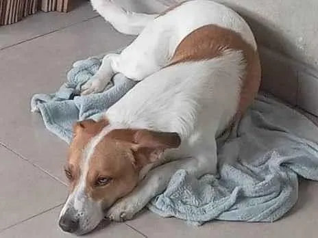 Cachorro ra a SRD-ViraLata idade 7 a 11 meses nome Adoção Urgente