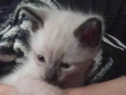 Gato raça Siamês idade Abaixo de 2 meses nome 2 Filhotes Urgente