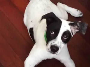 Cachorro raça SRD-ViraLata idade 2 a 6 meses nome Apolo 