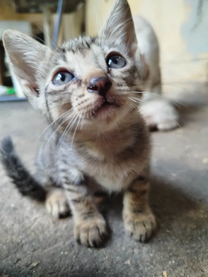 Gato ra a SRD-ViraLata idade 2 a 6 meses nome Florzinha 
