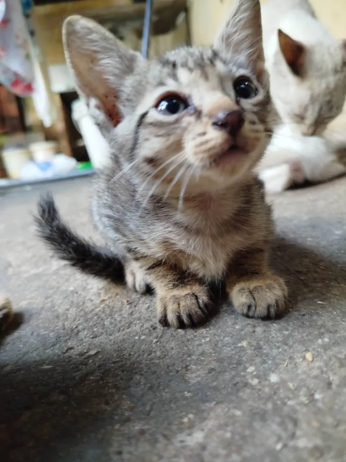 Gato ra a SRD-ViraLata idade 2 a 6 meses nome Florzinha 