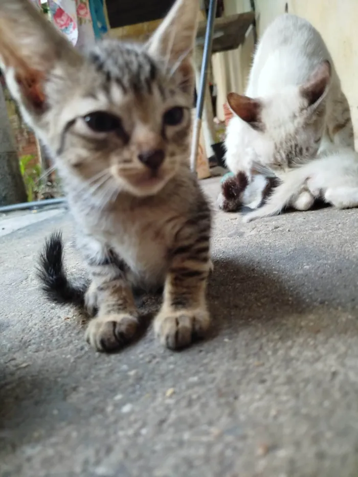 Gato ra a SRD-ViraLata idade 2 a 6 meses nome Florzinha 