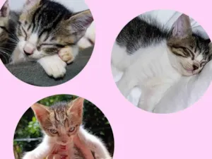 Gato raça SRD-ViraLata idade 2 a 6 meses nome Luiza Felipa 