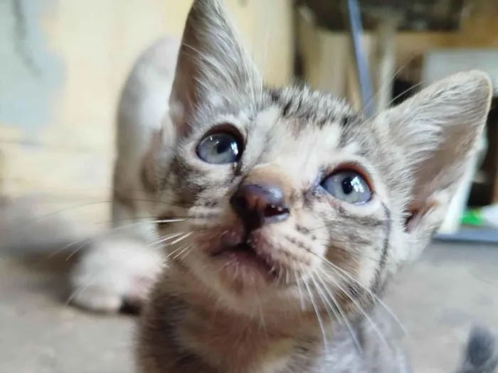 Gato ra a SRD-ViraLata idade 2 a 6 meses nome Florzinha 