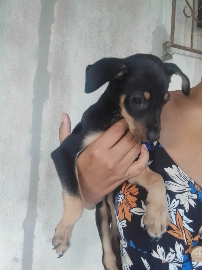Cachorro ra a SRD-ViraLata idade 2 a 6 meses nome Sem nome