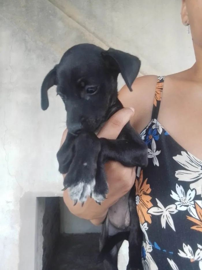 Cachorro ra a SRD-ViraLata idade 2 a 6 meses nome Sem nome