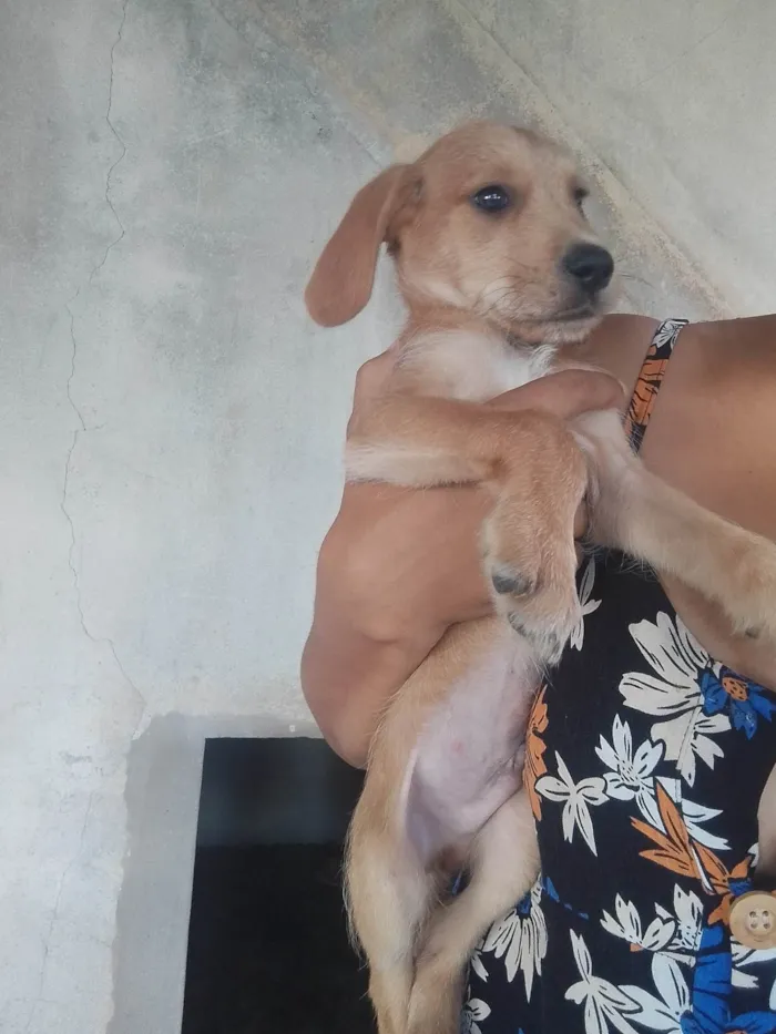 Cachorro ra a SRD-ViraLata idade 2 a 6 meses nome Sem nome