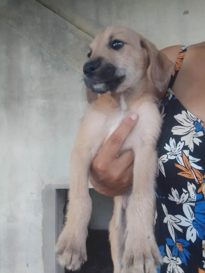 Cachorro ra a SRD-ViraLata idade 2 a 6 meses nome Sem nome