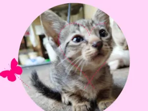 Gato raça SRD-ViraLata idade 2 a 6 meses nome Florzinha 