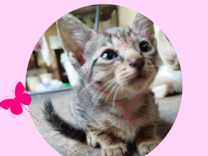 Gato raça SRD-ViraLata idade 2 a 6 meses nome Florzinha 