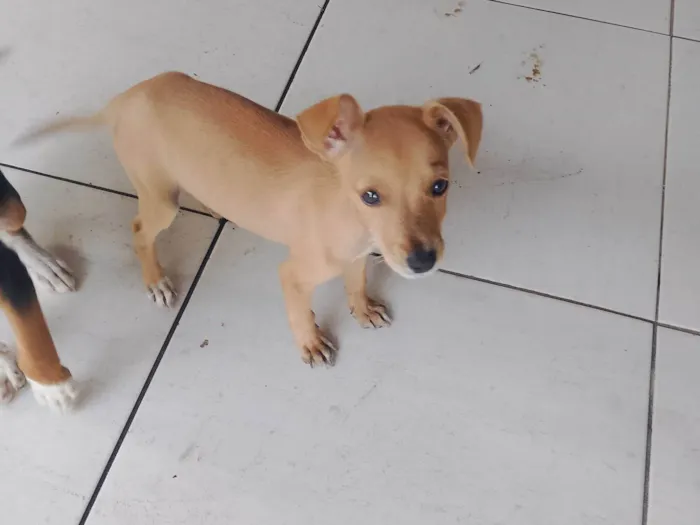 Cachorro ra a SRD-ViraLata idade 2 a 6 meses nome Sem nome