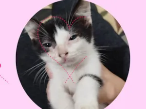 Gato raça SRD-ViraLata idade 2 a 6 meses nome Federica 