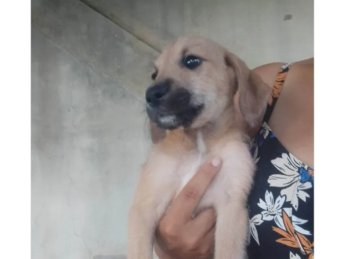 Cachorro ra a SRD-ViraLata idade 2 a 6 meses nome Sem nome