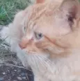 Apolo
