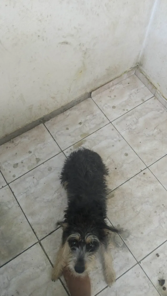 Cachorro ra a Basset-Cofap idade 7 a 11 meses nome Flora
