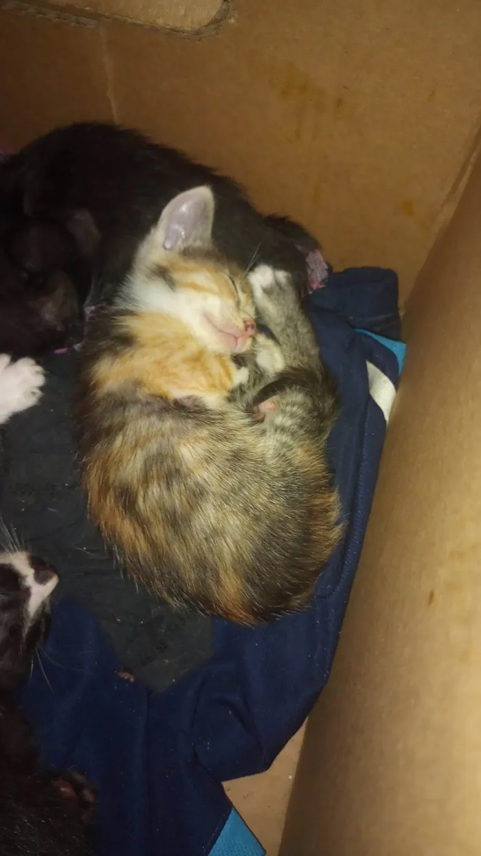 Gato ra a SRD-ViraLata idade 2 a 6 meses nome sem nome