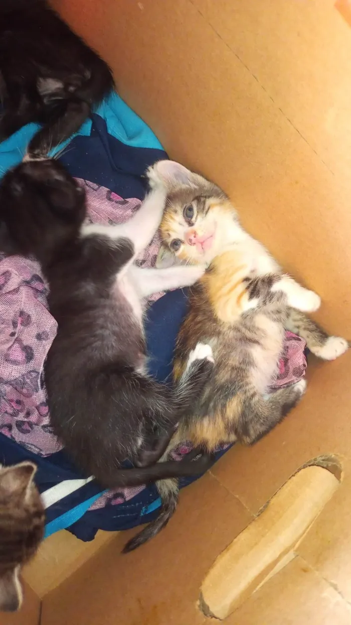 Gato ra a SRD-ViraLata idade 2 a 6 meses nome sem nome