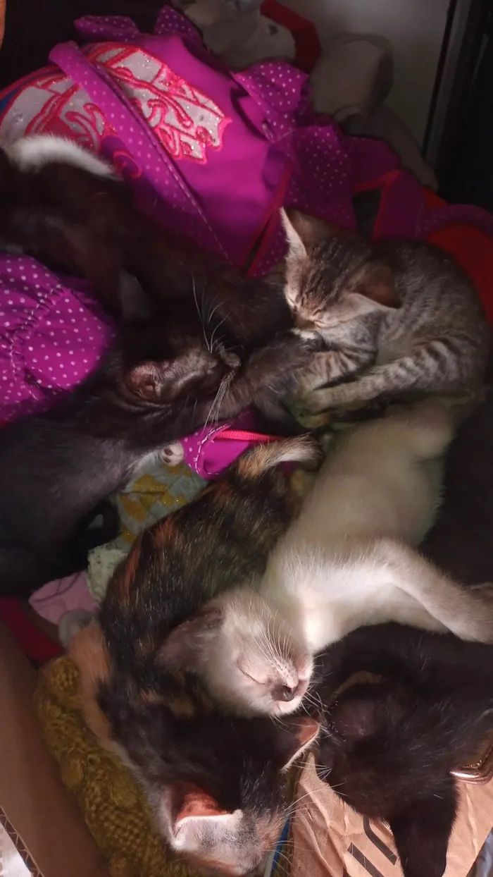 Gato ra a SRD-ViraLata idade 2 a 6 meses nome sem nome