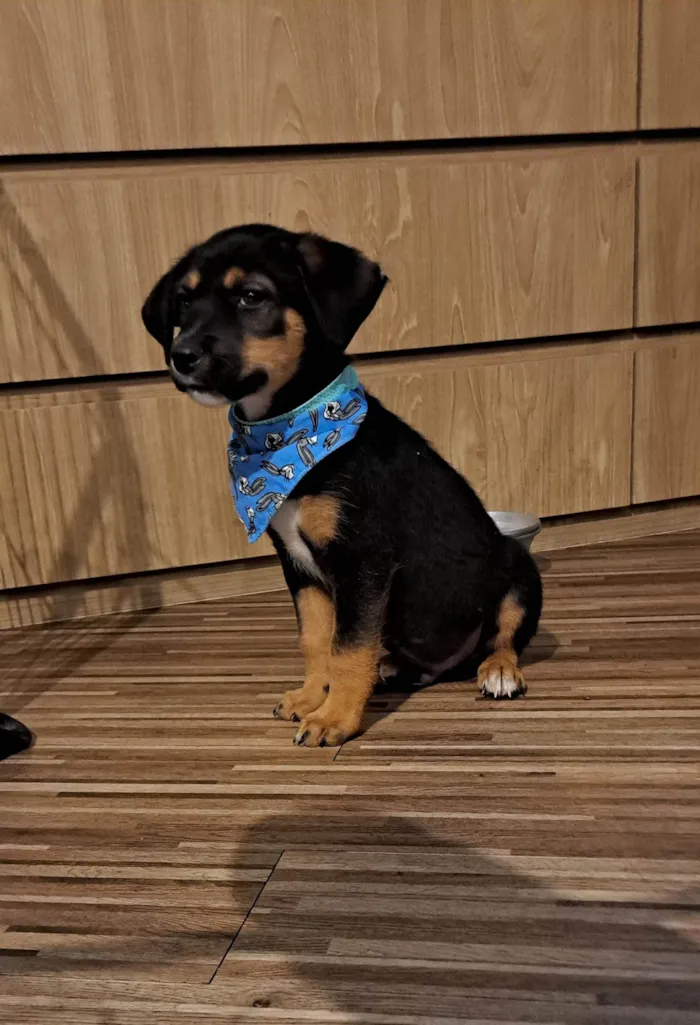Cachorro ra a SRD-ViraLata idade Abaixo de 2 meses nome Donald