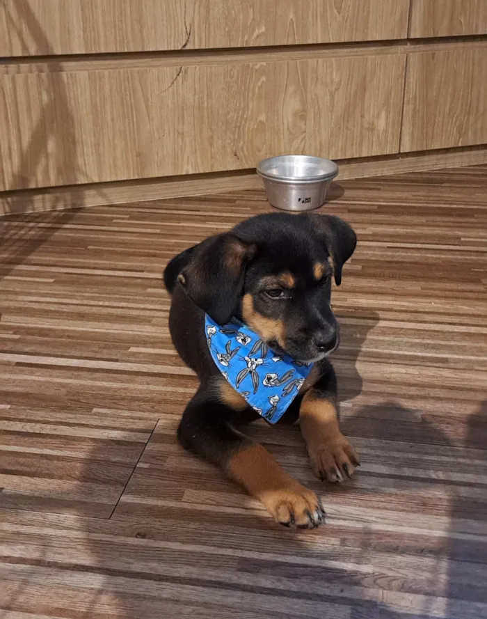 Cachorro ra a SRD-ViraLata idade Abaixo de 2 meses nome Donald