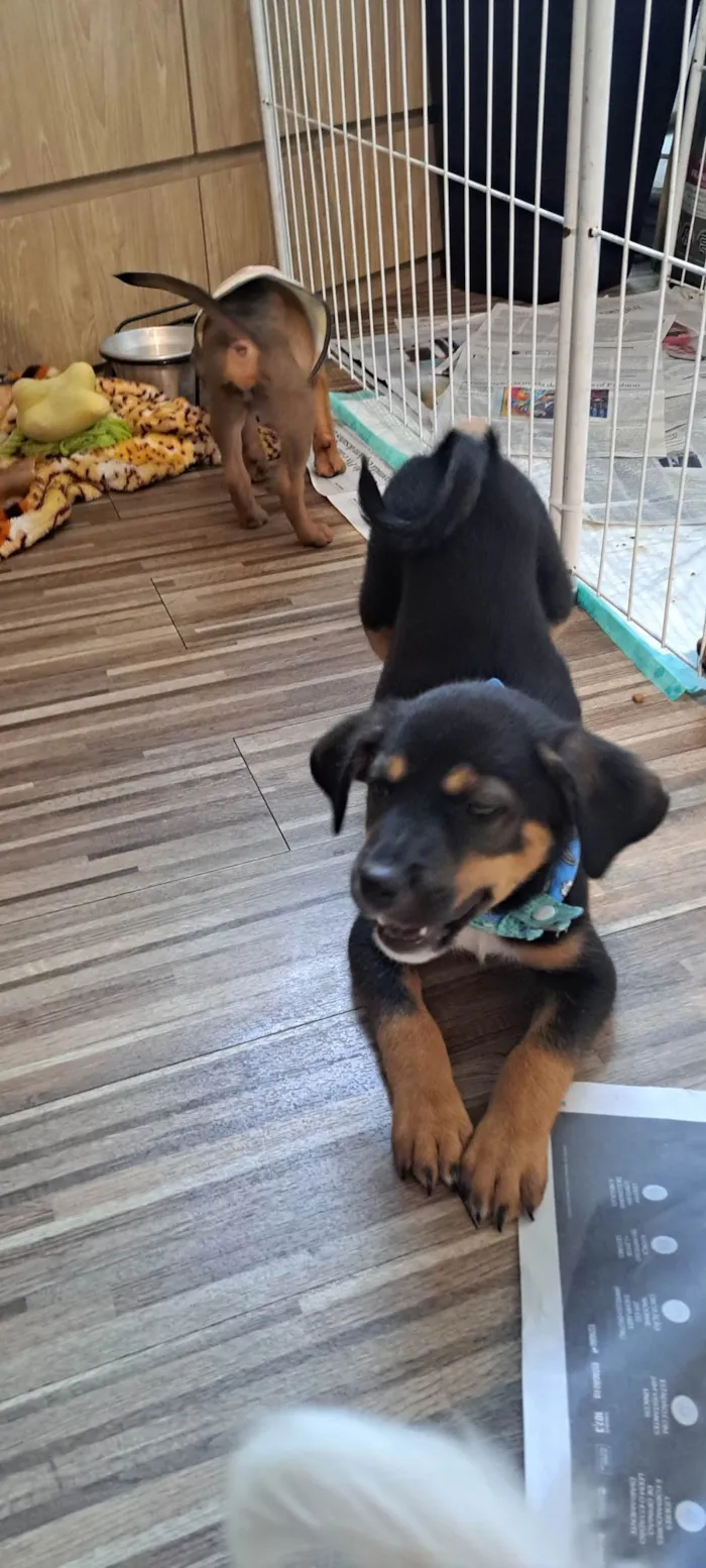 Cachorro ra a SRD-ViraLata idade Abaixo de 2 meses nome Donald