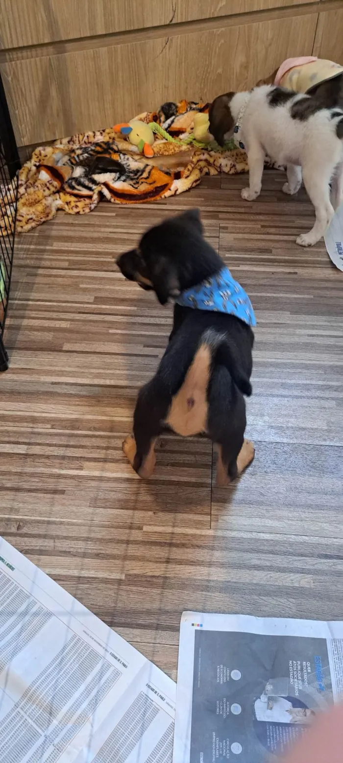 Cachorro ra a SRD-ViraLata idade Abaixo de 2 meses nome Donald