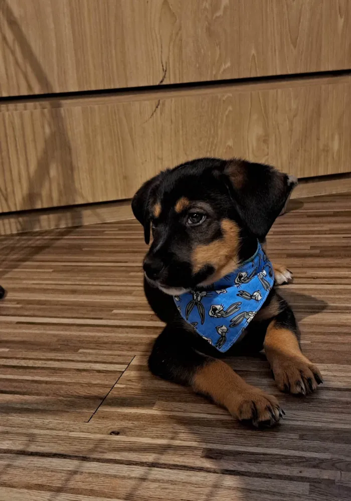 Cachorro ra a SRD-ViraLata idade Abaixo de 2 meses nome Donald