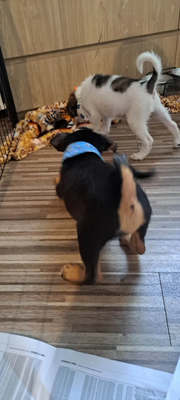 Cachorro ra a SRD-ViraLata idade Abaixo de 2 meses nome Donald