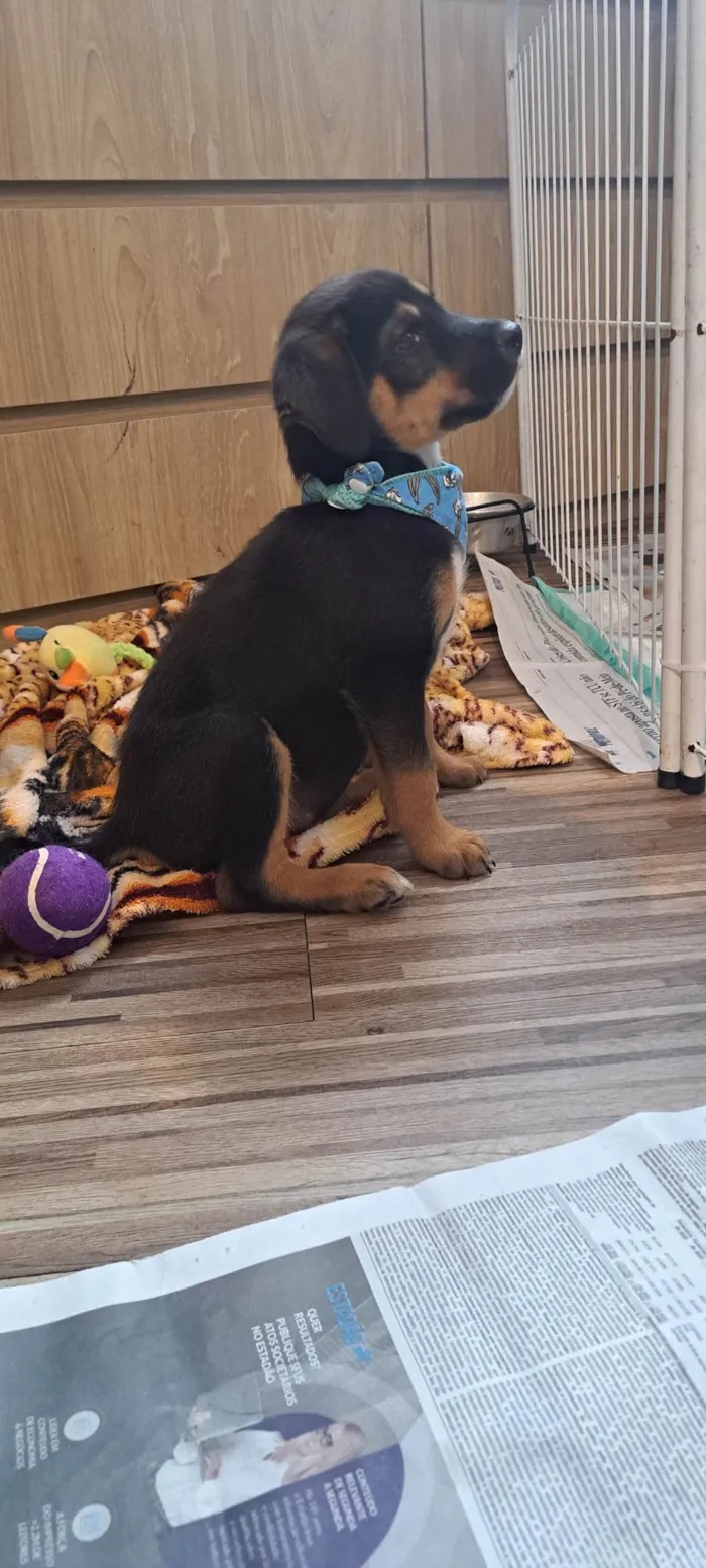 Cachorro ra a SRD-ViraLata idade Abaixo de 2 meses nome Donald