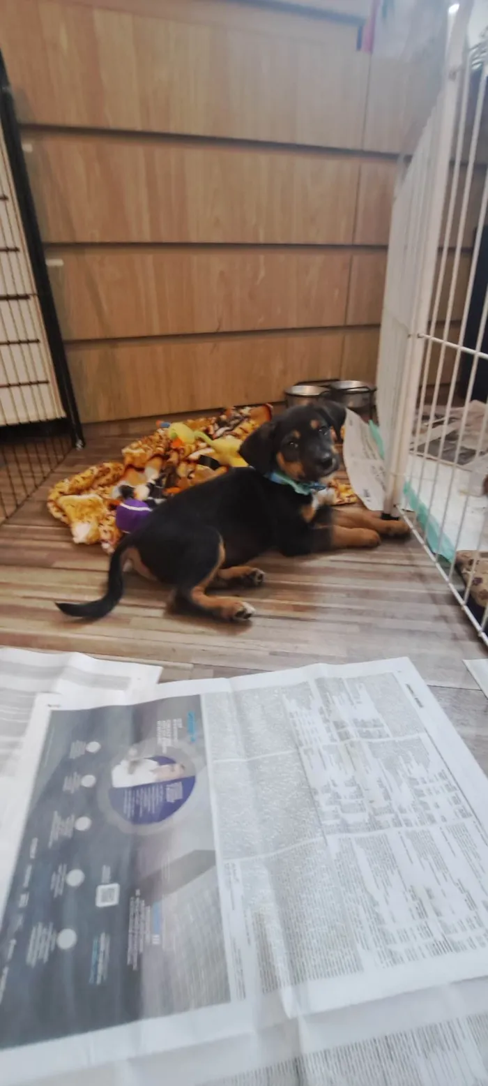 Cachorro ra a SRD-ViraLata idade Abaixo de 2 meses nome Donald