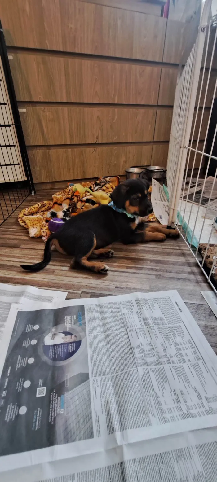 Cachorro ra a SRD-ViraLata idade Abaixo de 2 meses nome Donald