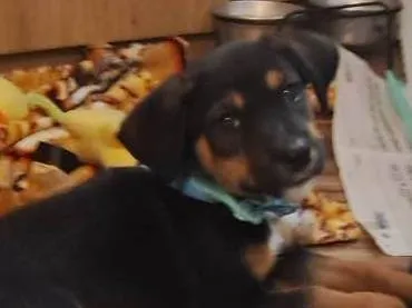 Cachorro ra a SRD-ViraLata idade Abaixo de 2 meses nome Donald