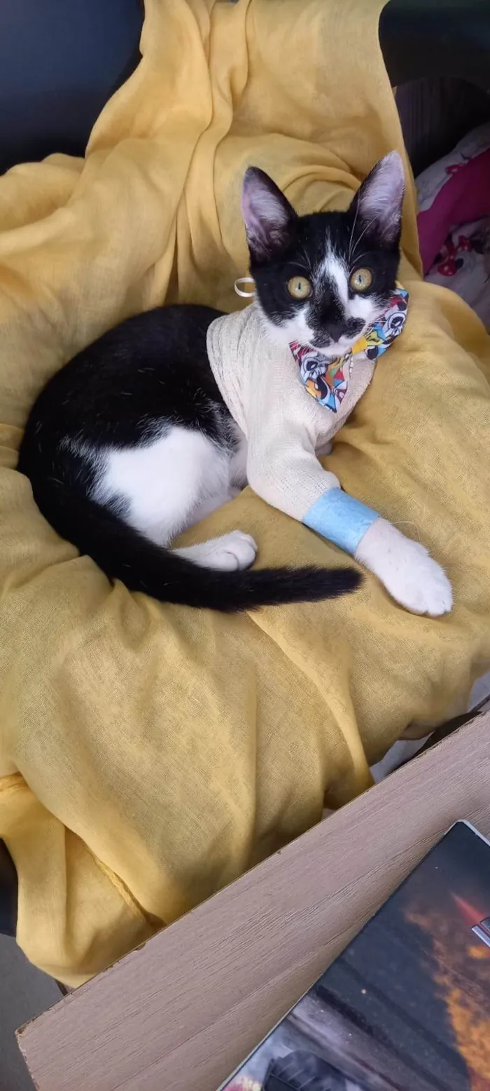 Gato ra a SRD-ViraLata idade 2 a 6 meses nome Flash