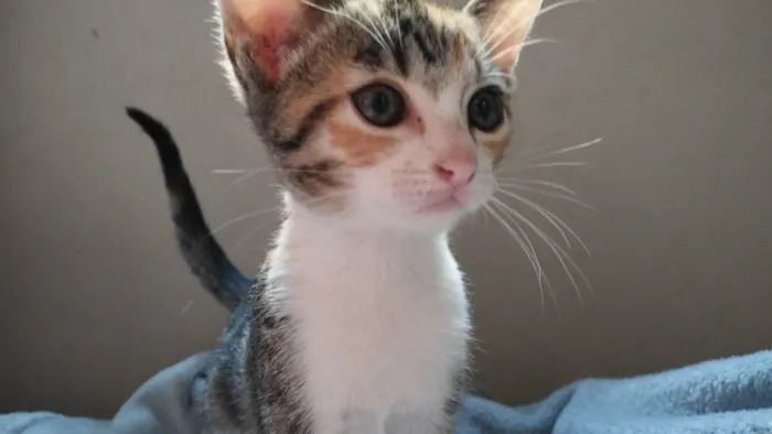 Gato ra a SRD-ViraLata idade 2 a 6 meses nome Nay e Tim Drake