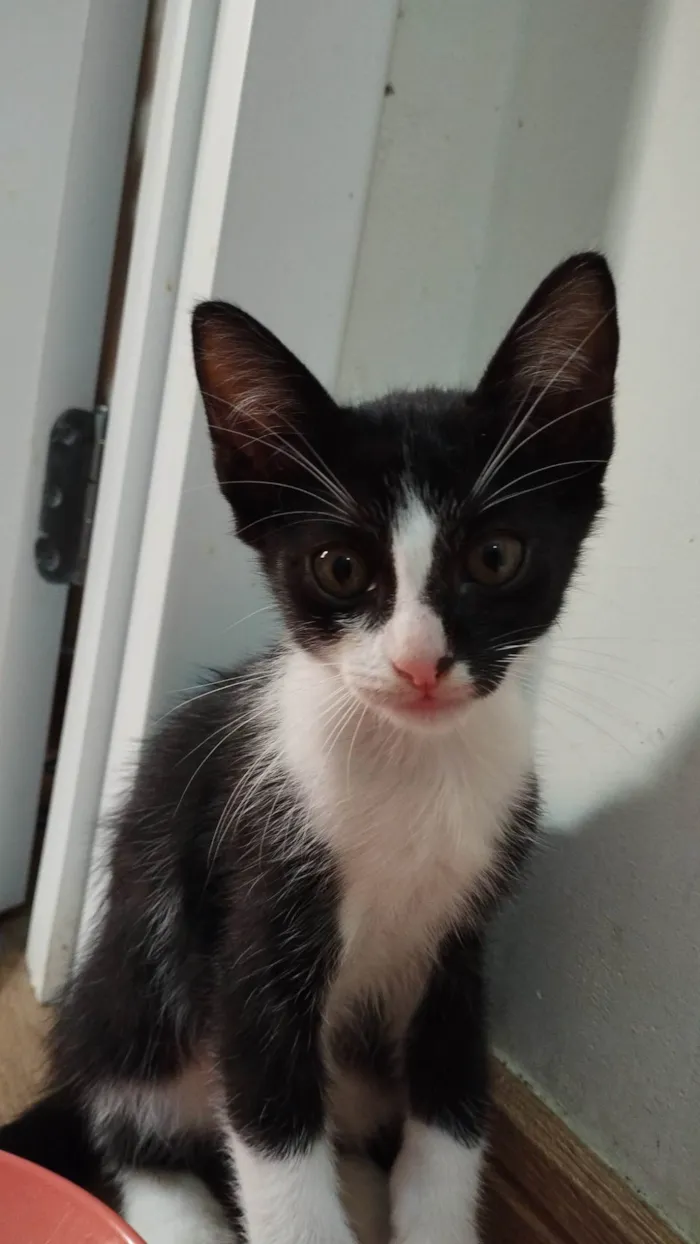 Gato ra a SRD-ViraLata idade 2 a 6 meses nome Nay e Tim Drake